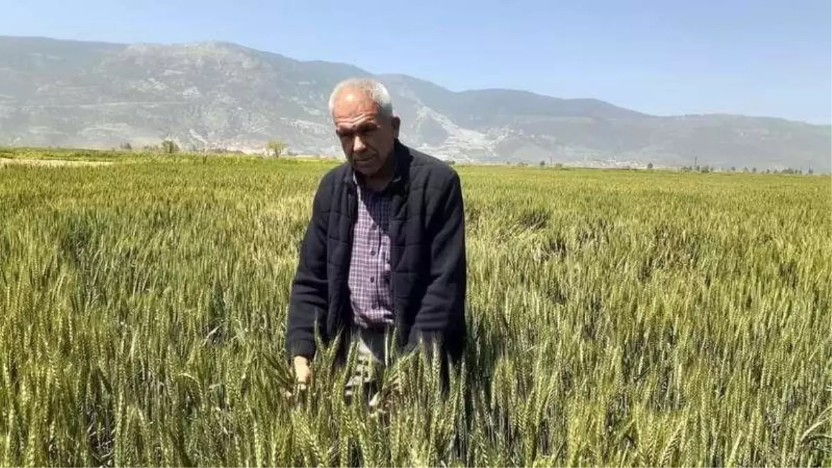 Söke\'de Buğday ekim alanı geçen yıla göre daraldı