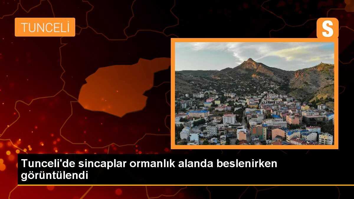 Tunceli\'de sincaplar ormanlık alanda beslenirken görüntülendi