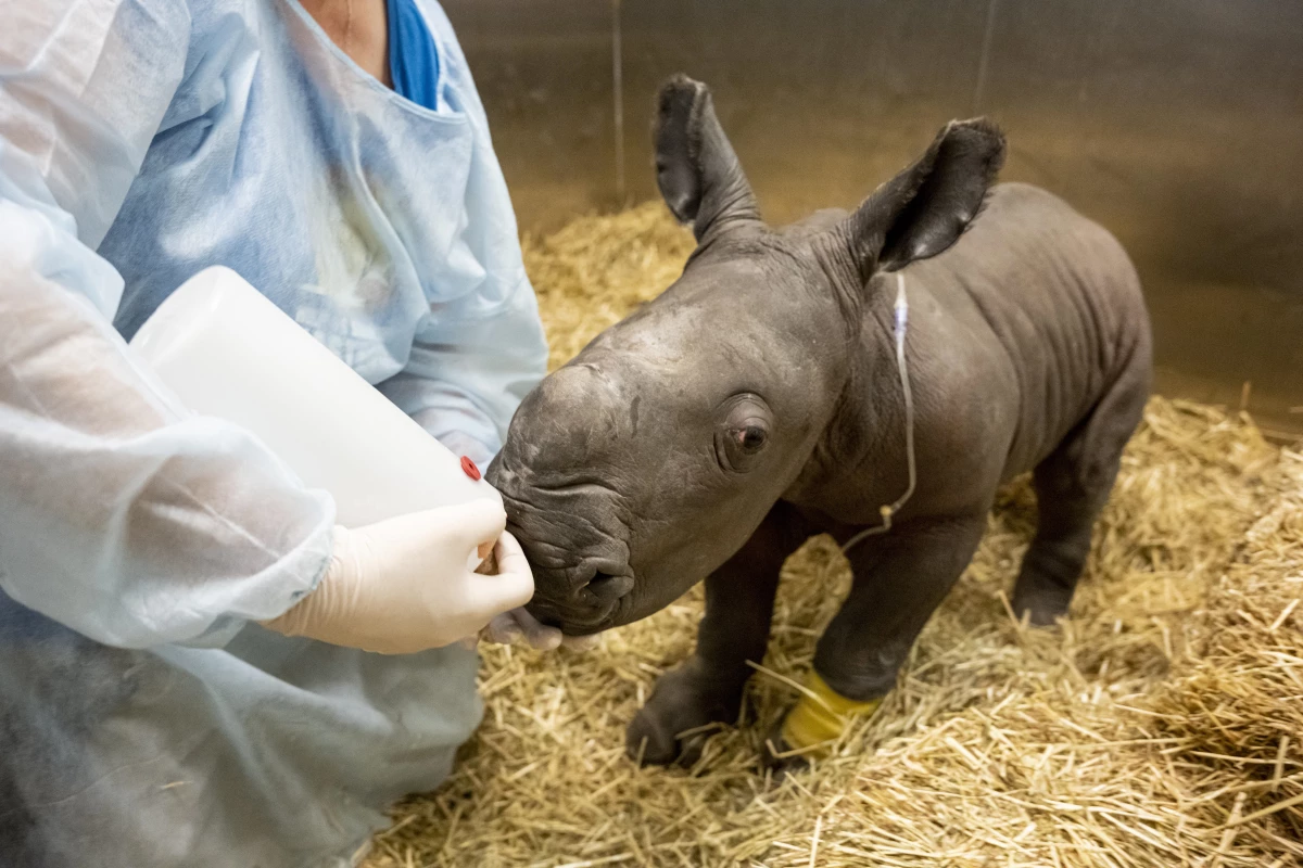 Avustralya Hayvanat Bahçesinde 10 Yılın Ardından İlk Beyaz Gergedan Yavrusu Doğdu