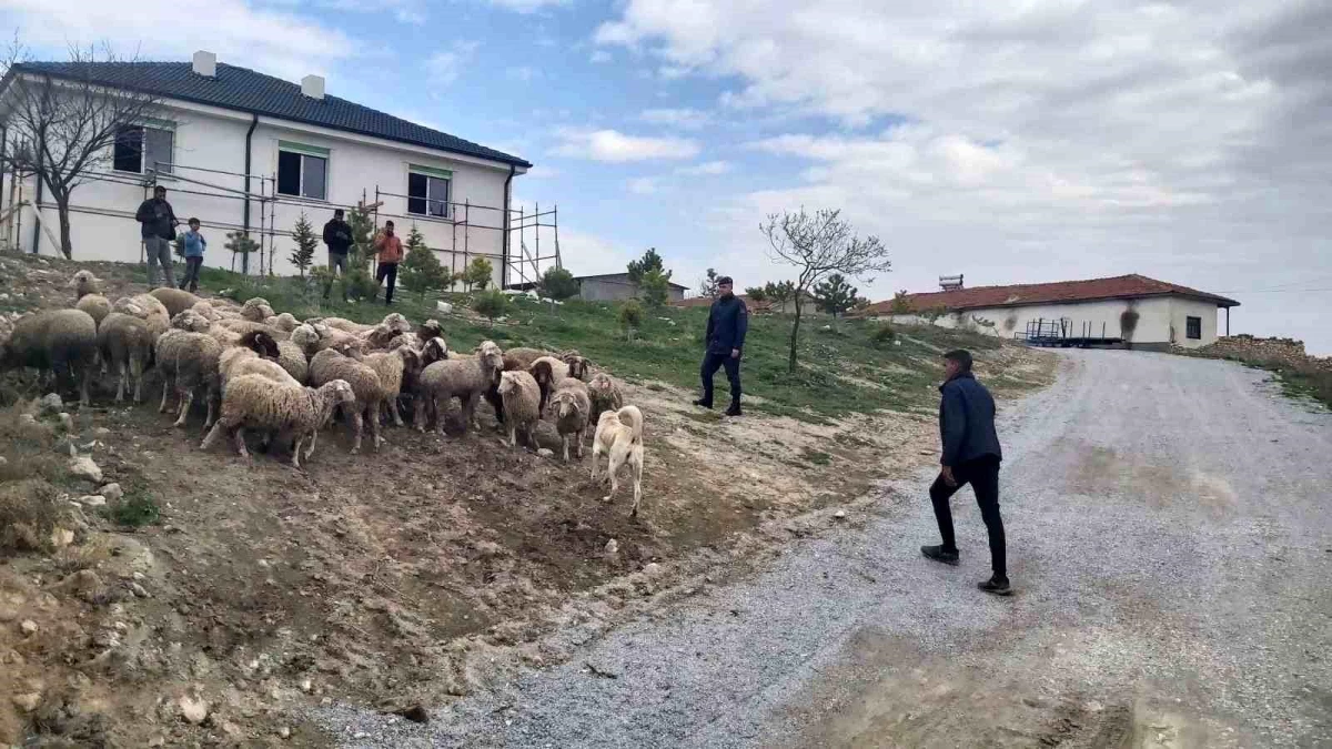 Eskişehir\'de 33 küçükbaş hayvan dron desteğiyle bulundu