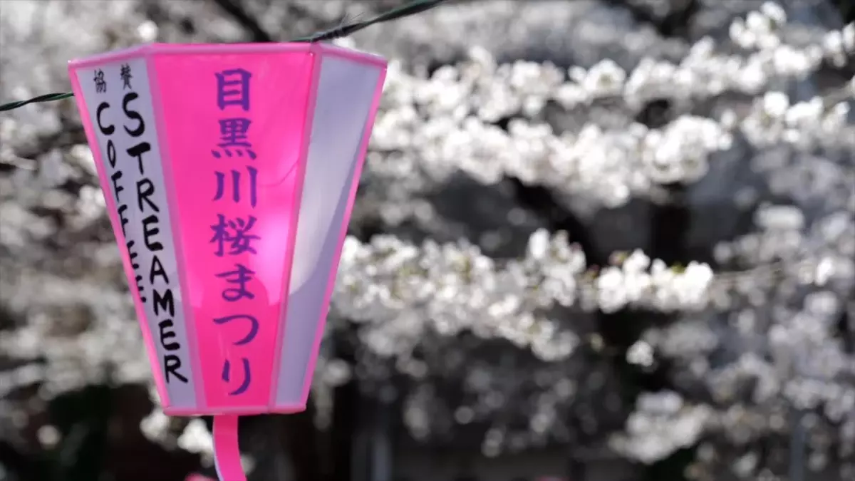 Tokyo\'da Kiraz Çiçekleri Açtı