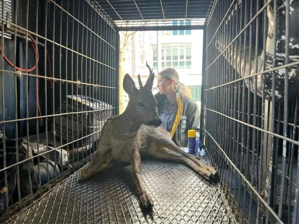 Yaralı yavru karaca, tedavi altına alındı