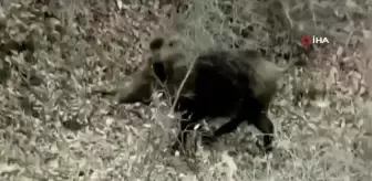 Yemek arayan domuz sürüsü böyle görüntülendi