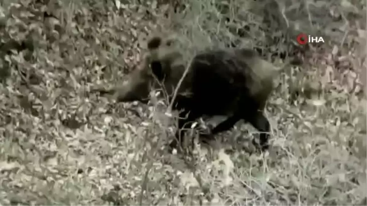 Yemek arayan domuz sürüsü böyle görüntülendi