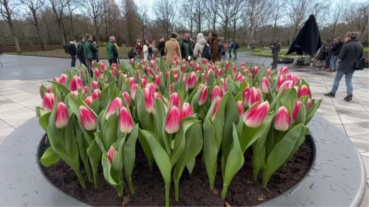 Hollanda\'nın Lale ve Nergisiyle Ünlü Çiçek Bahçesi Kapılarını Ziyaretçilere Açtı