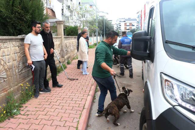 Mahallede pitbull esareti! Sahipli köpeği öldürdü, girdiği bahçedeki apartmana kimse yaklaşamadı