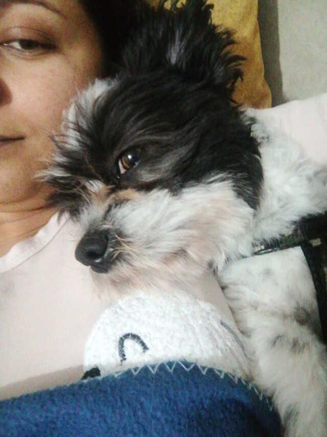 Mahallede pitbull esareti! Sahipli köpeği öldürdü, girdiği bahçedeki apartmana kimse yaklaşamadı