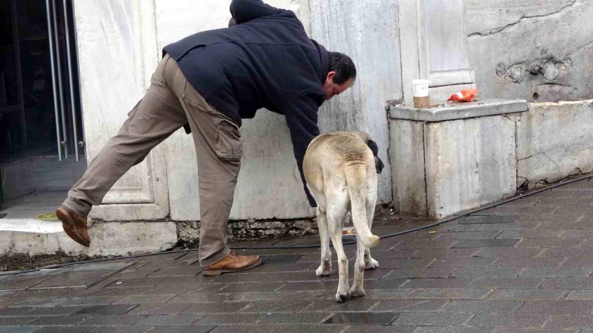 Sokak köpekleri İstiklal Caddesi\'ndeki bir lokantanın müdavimi oldu