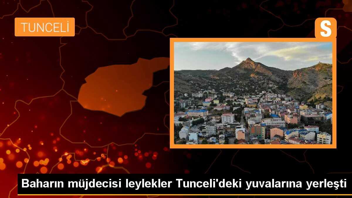 Baharın müjdecisi leylekler Tunceli\'deki yuvalarına yerleşti