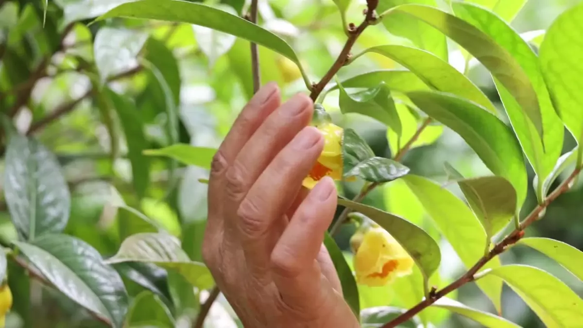 Çin\'in Güneyindeki Guangxi\'de Çiftçiler Kamelya Yetiştirerek Gelir Elde Diyor