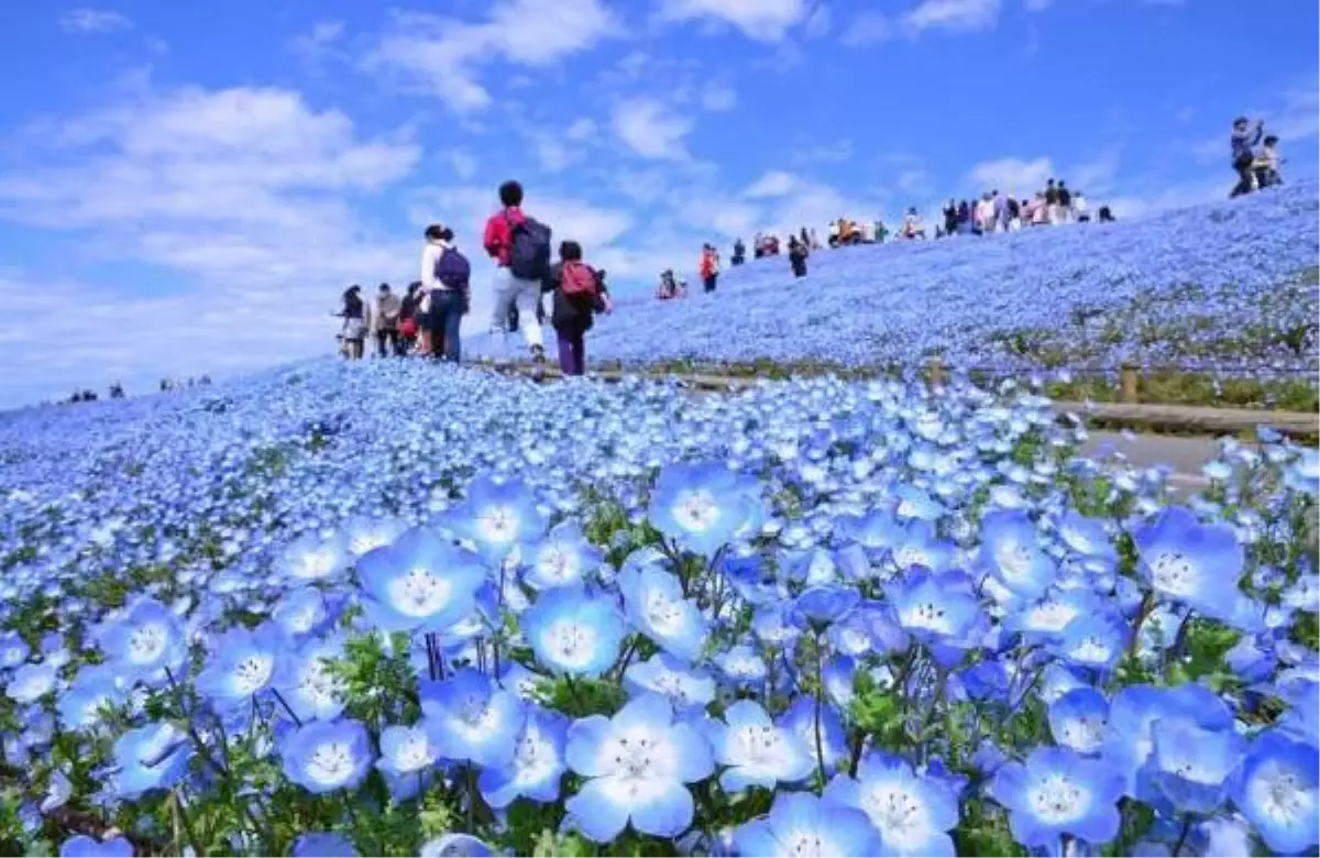 Dünyaca ünlü Japon parkında milyonlarca mavi özlem çiçeğinin açması bekleniyor