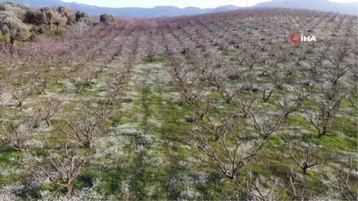 Sıcaklıklar arttı meyve bahçeleri çiçek açtı