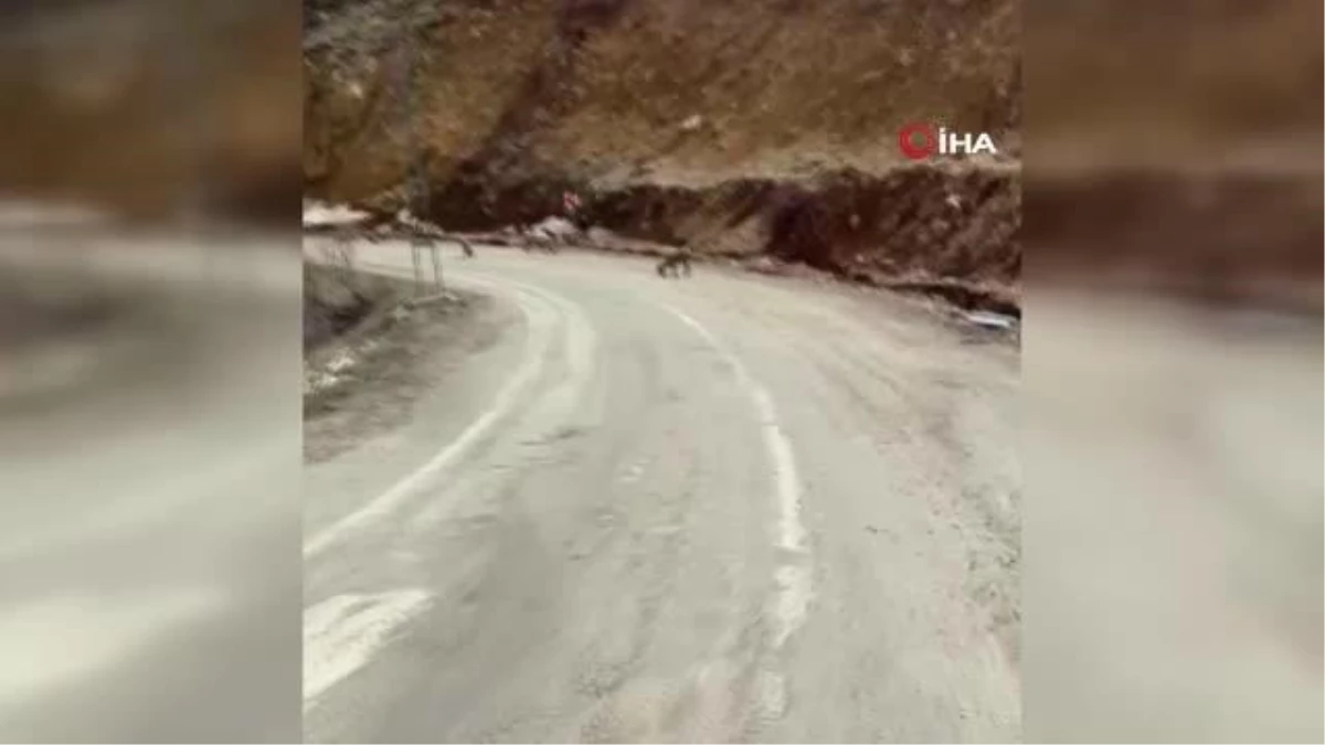 Tunceli\'de tuz için karayoluna inen yaban keçileri böyle görüntülendi