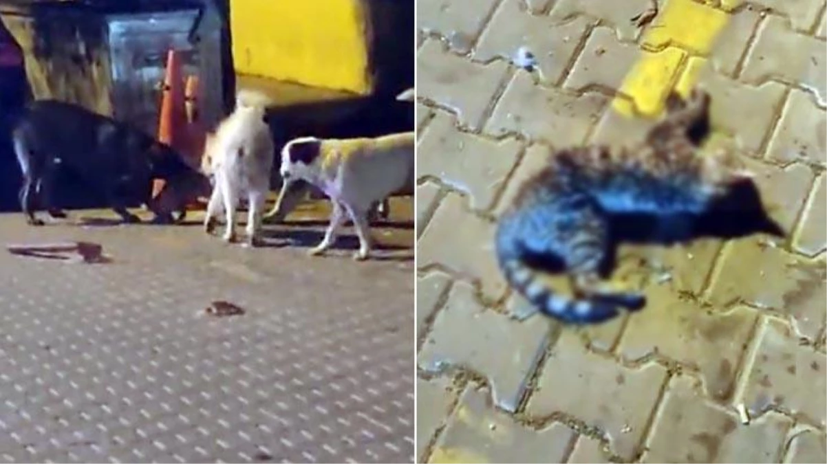 Görüntüler dehşet verici! Başıboş köpekler sokak kedisini paramparça etti