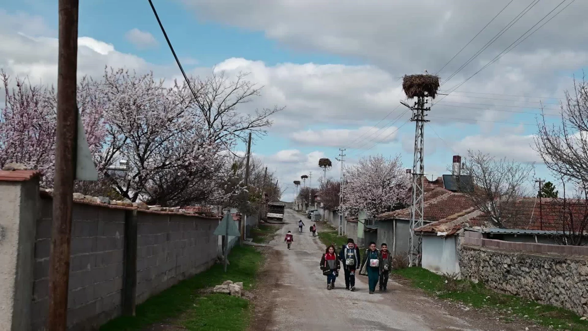 Yozgat\'ta Göçmen Köylüleri, Yıllardır Köylerine Gelen Leyleklere Ev Sahipliği Yapıyor