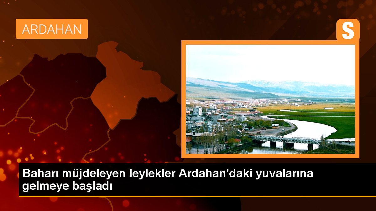 Baharı müjdeleyen leylekler Ardahan\'daki yuvalarına gelmeye başladı