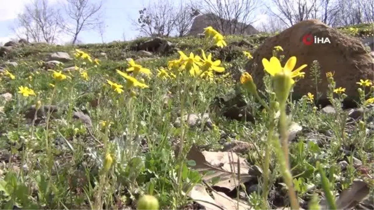 Sınırda baharın gelişiyle ahırlardan çıkarılan hayvanlar meraya salındı