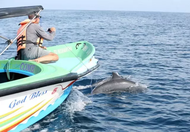 Sri Lanka'da Turistlerin Yeni Gözde Aktivitesi: Yunusları İzlemek