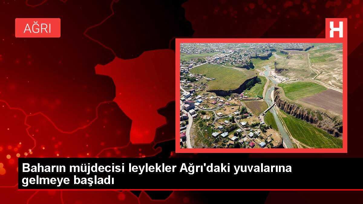 Baharın müjdecisi leylekler Ağrı'daki yuvalarına gelmeye başladı