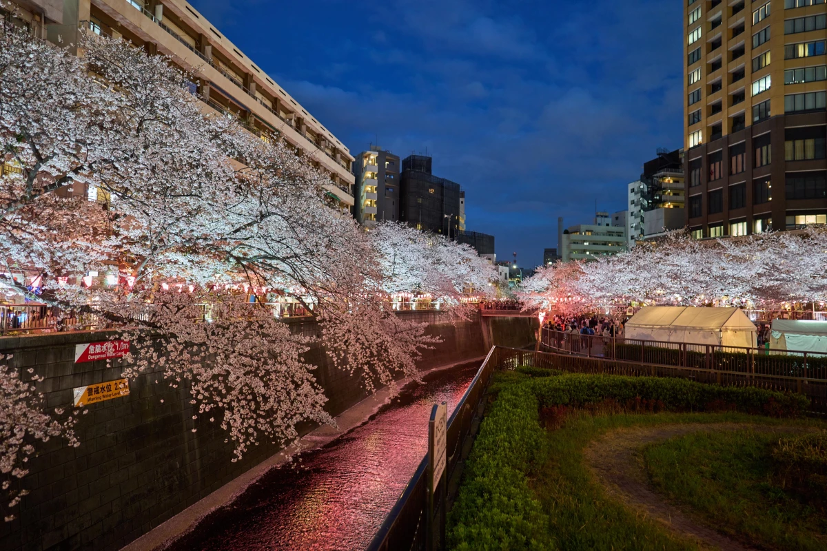 Japonya\'da Kiraz Çiçeklerinin Muhteşem Manzarası