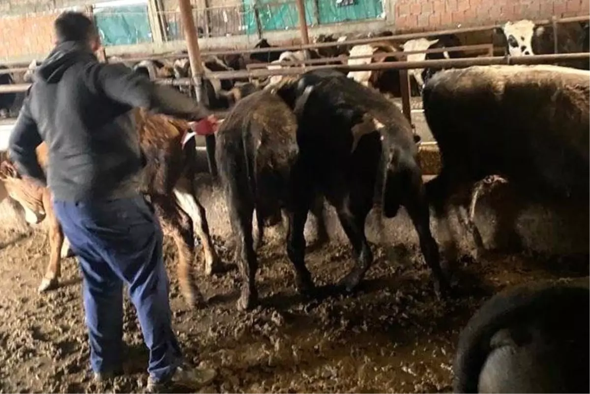 Kırklareli\'nde 63 kaçak büyükbaş hayvan yakalandı