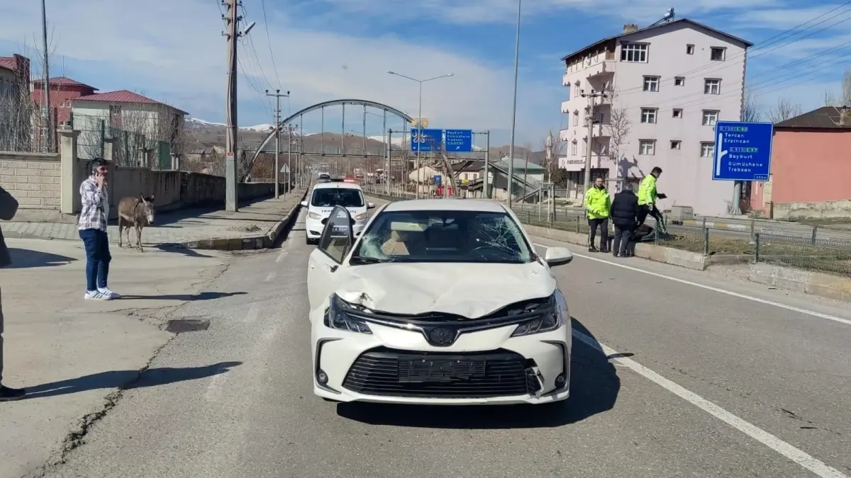 Başı boş hayvanlar kazaya sebep oldu