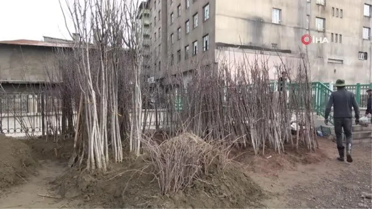 Havaların ısınmasıyla meyve fidanları da satışa çıktı