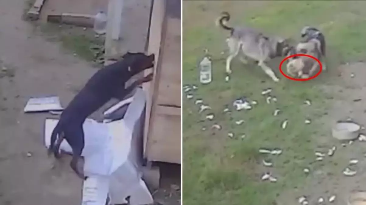 Samsun\'da başıboş köpek dehşeti! Kümese dalıp birçok hayvanı parçaladı