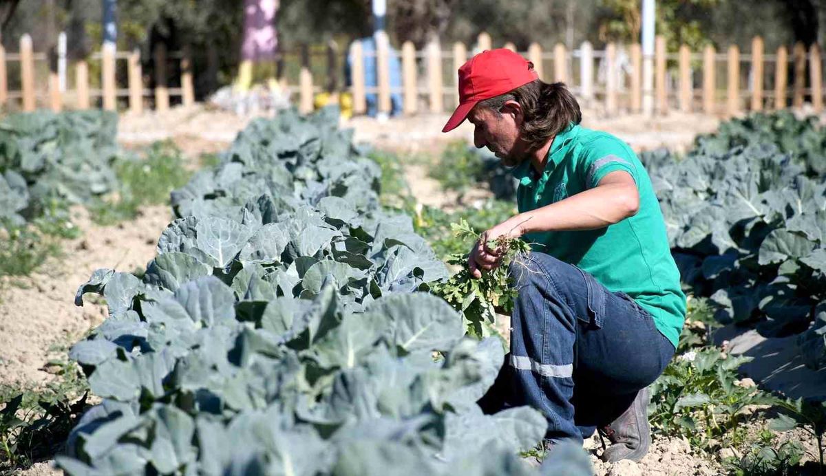 Adabahçe\'de kış hasadı devam ediyor