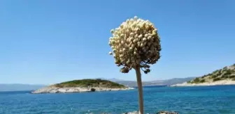 Endemik türdeki çiçeği koparmanın cezası 244 bin