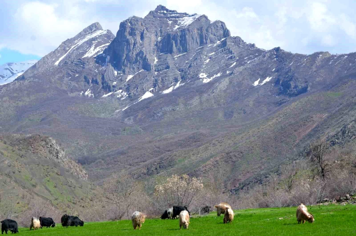 Şırnak\'ta yaylalar huzura kavuştu, vatandaşlar baharın tadını çıkarttı