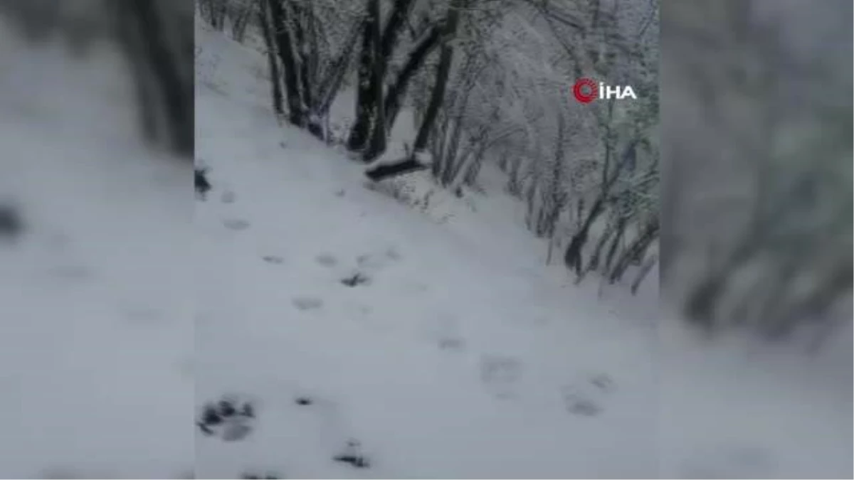 Zonguldak\'ın yüksek yüksek rakımlı bölgelerinde kar yağışı devam ediyor