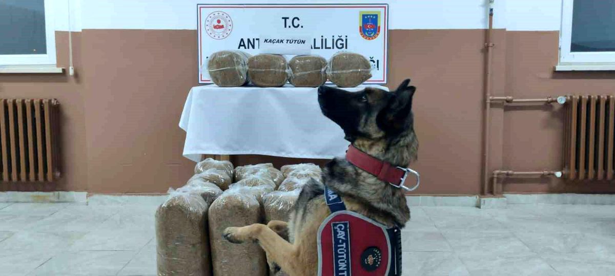 Antalya\'da kaçakçılarla mücadele