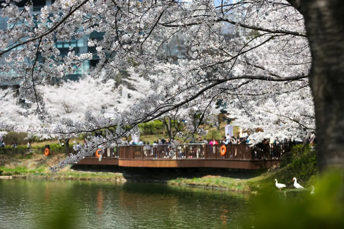 Güney Kore\'de Kiraz Ağaçları Çiçek Açtı