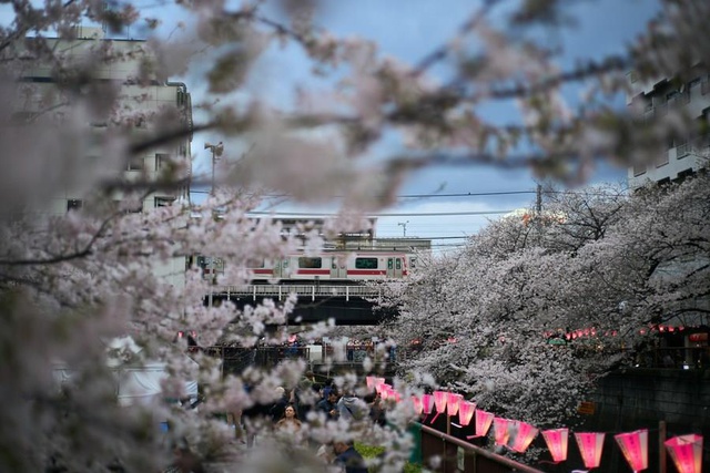 Japonya'da Fenerlerle Süslenen Kiraz Çiçeklerinin Tabloyu Andıran Manzarası Japonya'da Fenerlerle Süslenen Kiraz Çiçeklerinin Tabloyu Andıran Manzarası