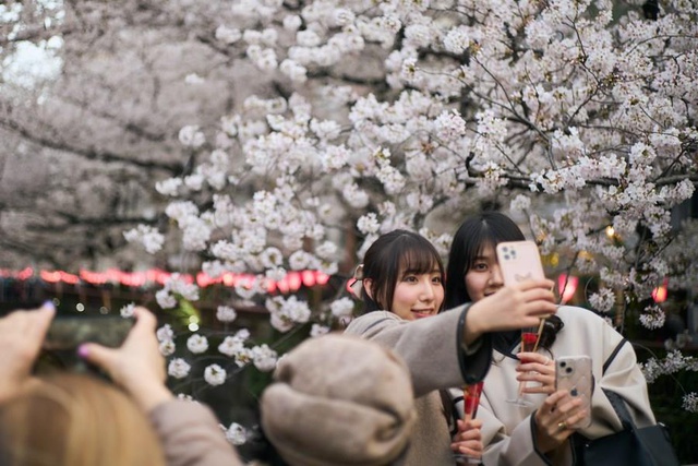 Japonya'da Fenerlerle Süslenen Kiraz Çiçeklerinin Tabloyu Andıran Manzarası Japonya'da Fenerlerle Süslenen Kiraz Çiçeklerinin Tabloyu Andıran Manzarası