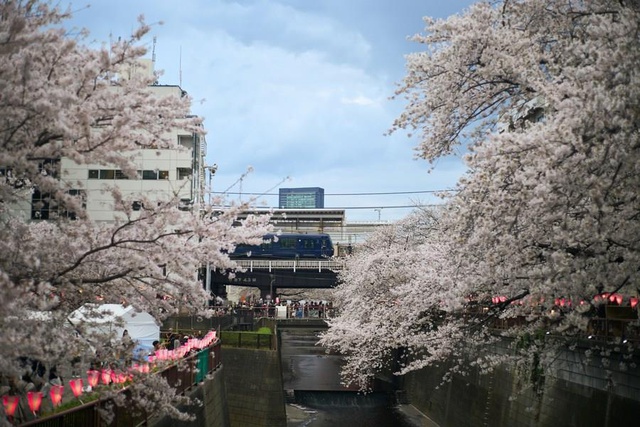 Japonya'da Fenerlerle Süslenen Kiraz Çiçeklerinin Tabloyu Andıran Manzarası Japonya'da Fenerlerle Süslenen Kiraz Çiçeklerinin Tabloyu Andıran Manzarası