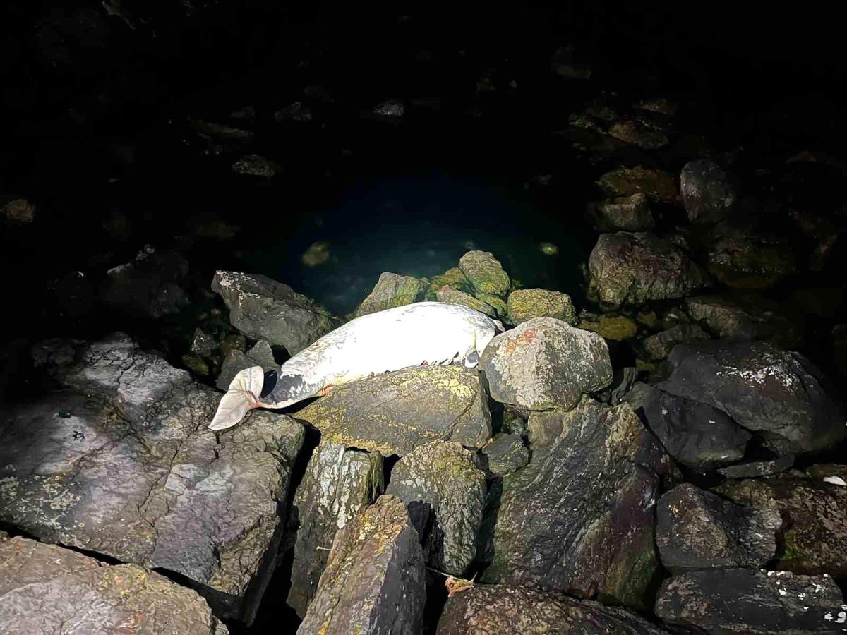 Kocaeli'de ölü yunus sahile vurdu