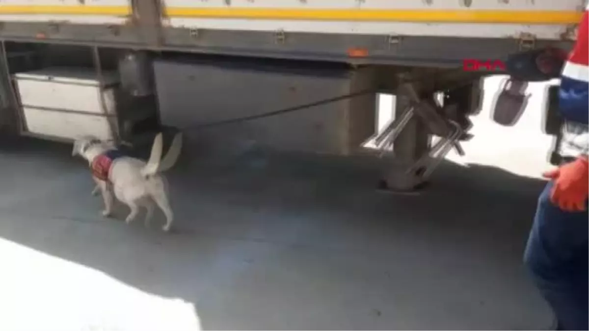 ŞANLIURFA\'DA KAÇAKÇILIK OPERASYONLARINDA 26 GÖZALTI