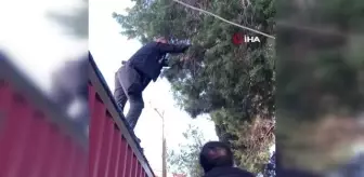 Adıyaman'da ağaçta mahsur kalan kedi kurtarıldı