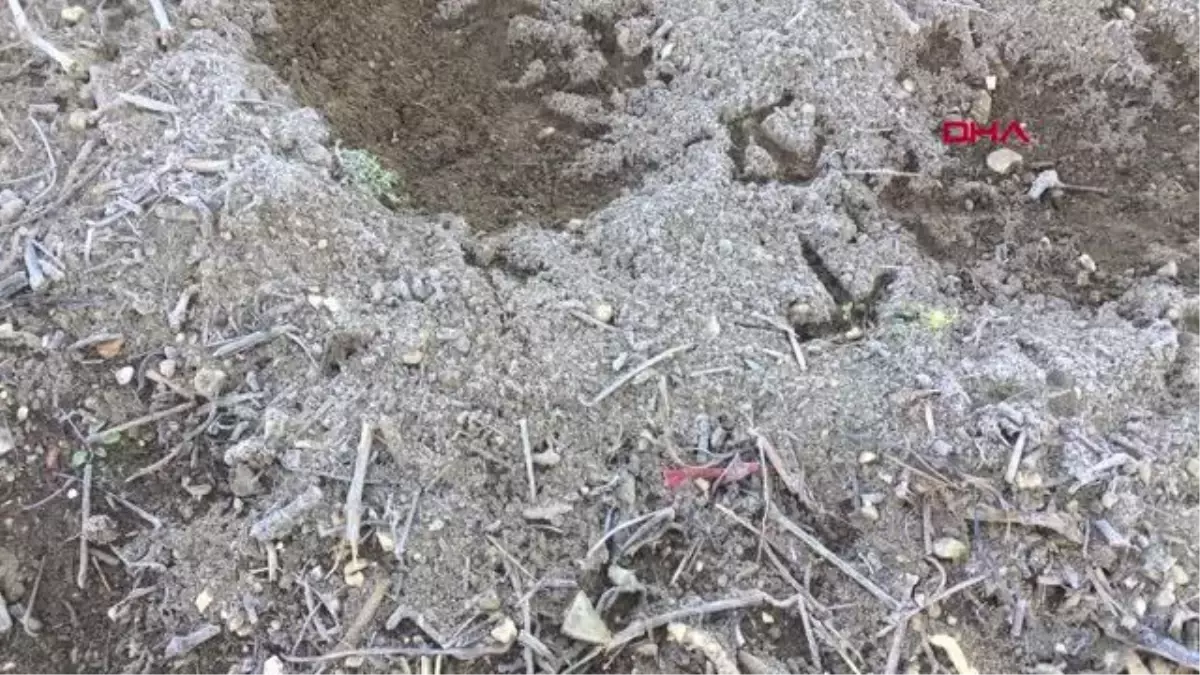 ALAŞEHİR\'DE ÜZÜM BAĞLARINI ZİRAİ DON VURDU