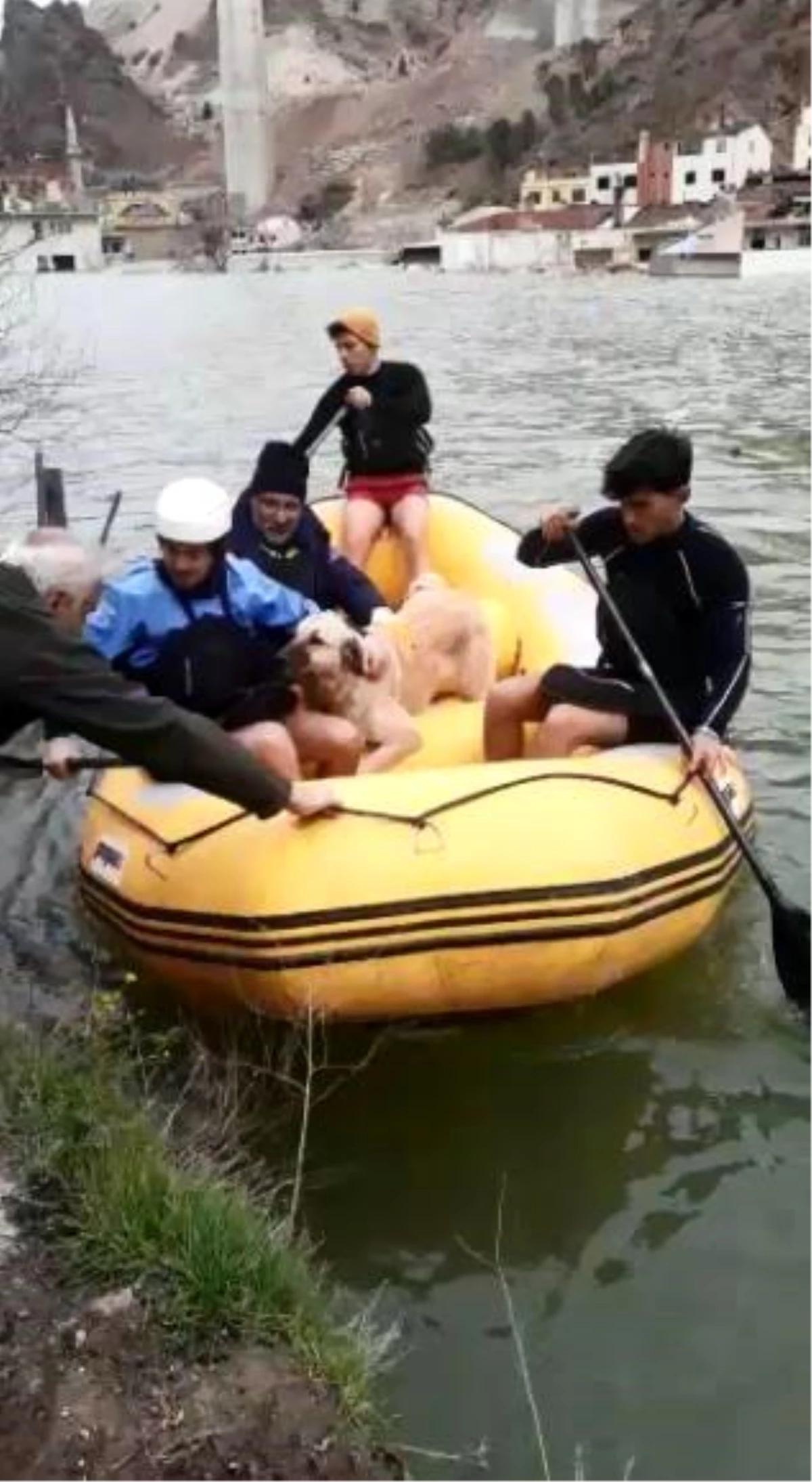 Baraj sularının her yeri kapladığı ilçede mahsur kalan sokak hayvanları bot yardımıyla kurtarıldı