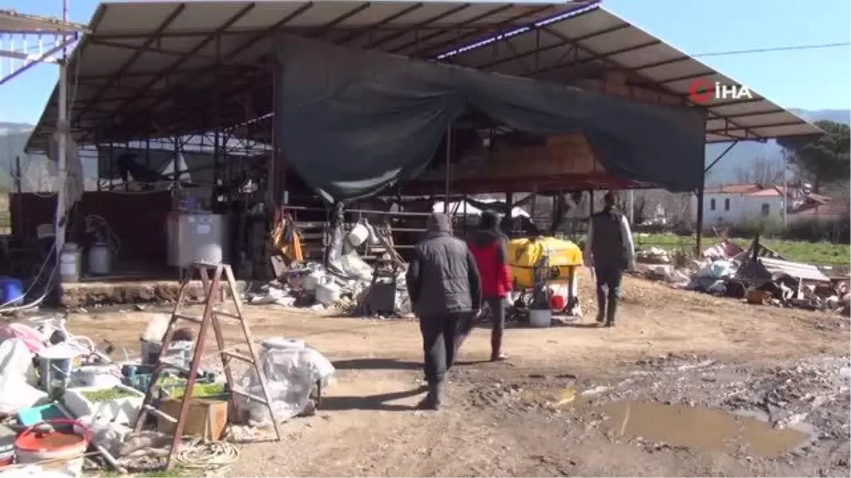 Büyükbaş hayvanlara SAT-2 aşılama çalışmaları devam ediyor