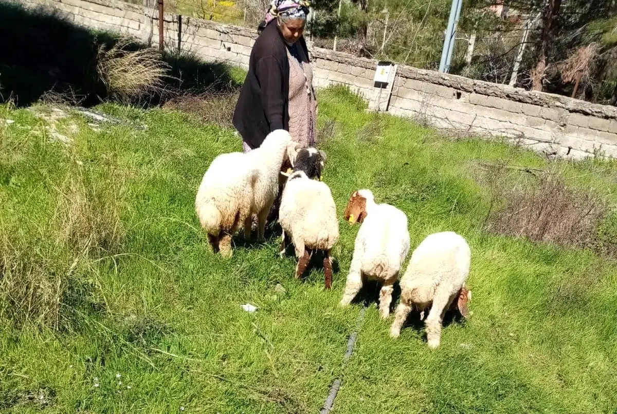 Kaybolan koyunları, jandarma buldu