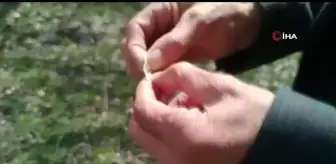 Kayısıyı don vurdu