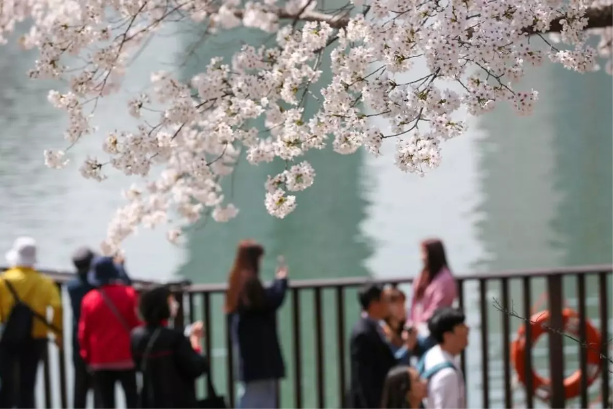 Kiraz Çiçekleri Seul\'e Baharı Getirdi