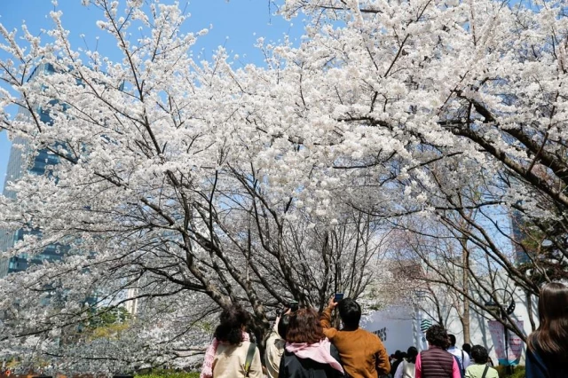 Kiraz Çiçekleri Seul'e Baharı Getirdi