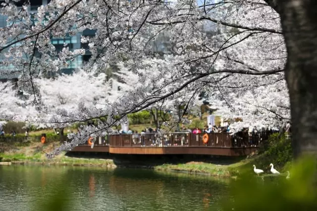 Kiraz Çiçekleri Seul'e Baharı Getirdi