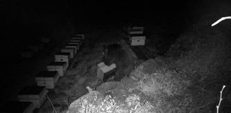 Arı kovanlarını parçalayan ayı, fotokapanla görüntülendi