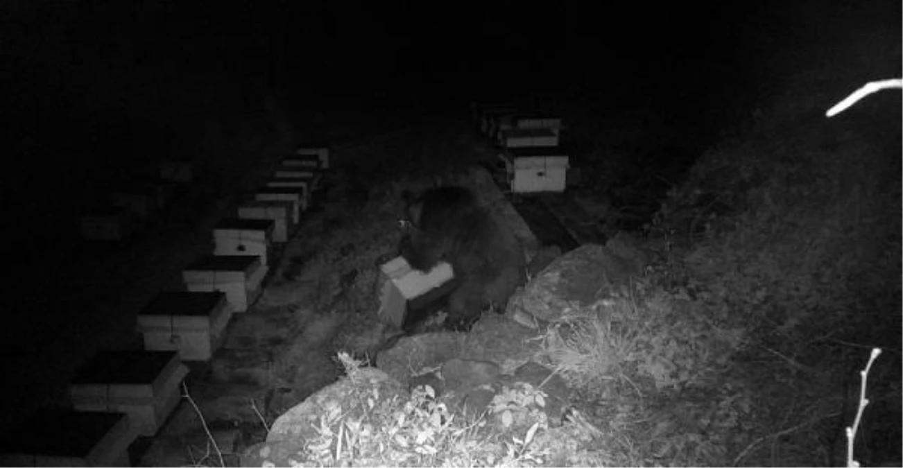 Arı kovanlarını parçalayan ayı, fotokapanla görüntülendi